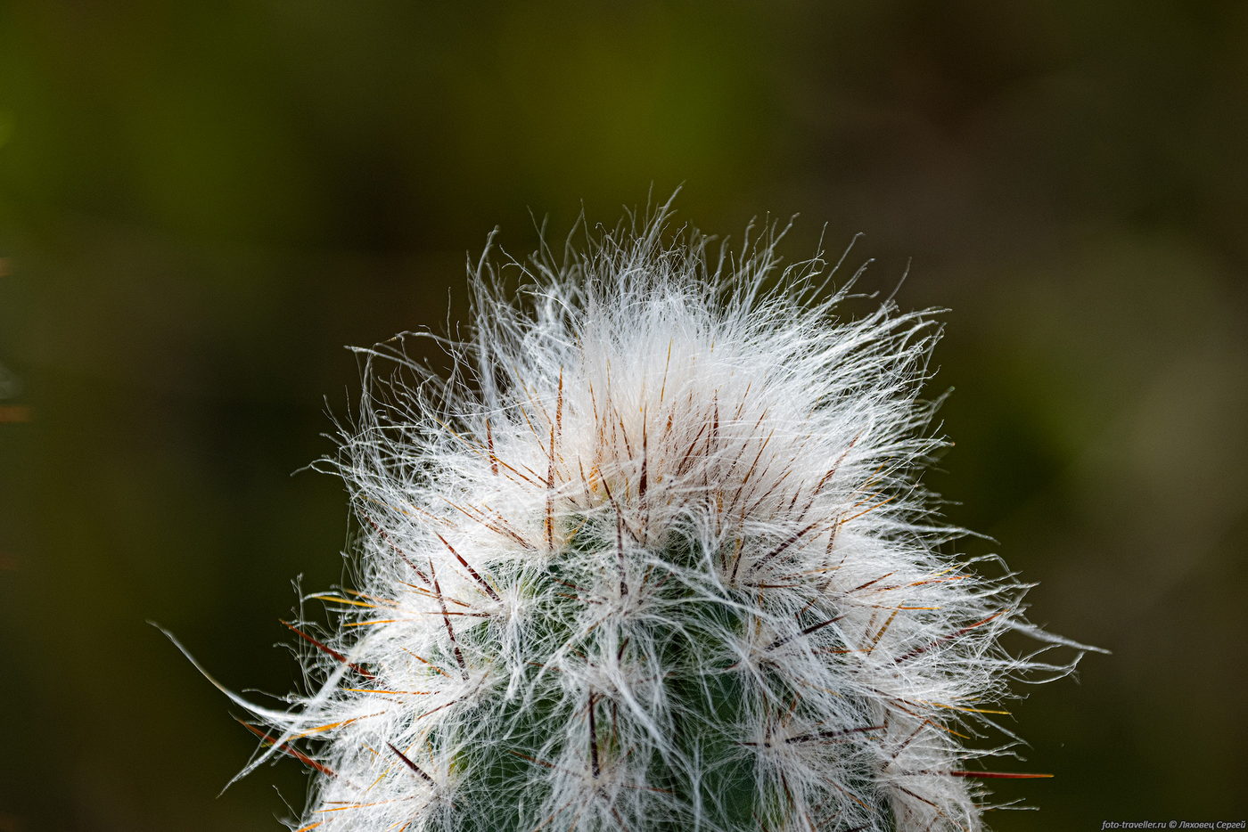 Image of familia Cactaceae specimen.