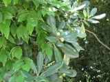 Pittosporum tobira. Ветвь с плодами. Абхазия, г. Сухум, ботанический сад. 24 июля 2008 г.
