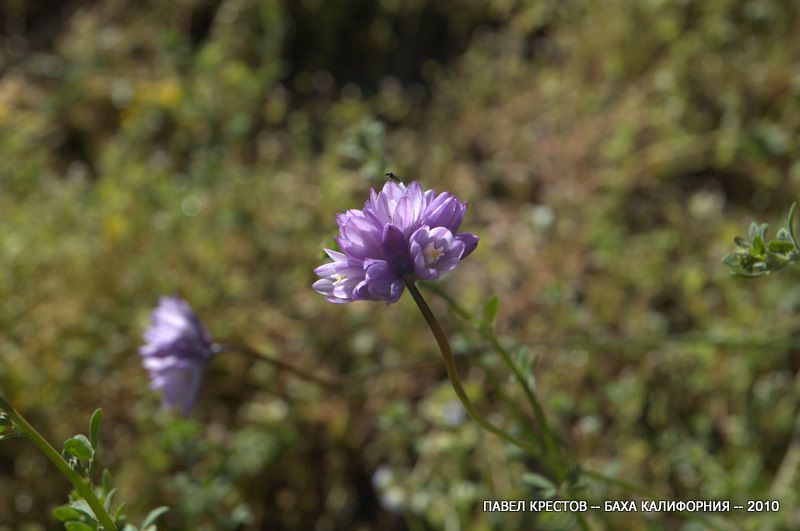 Image of Dichelostemma capitatum specimen.