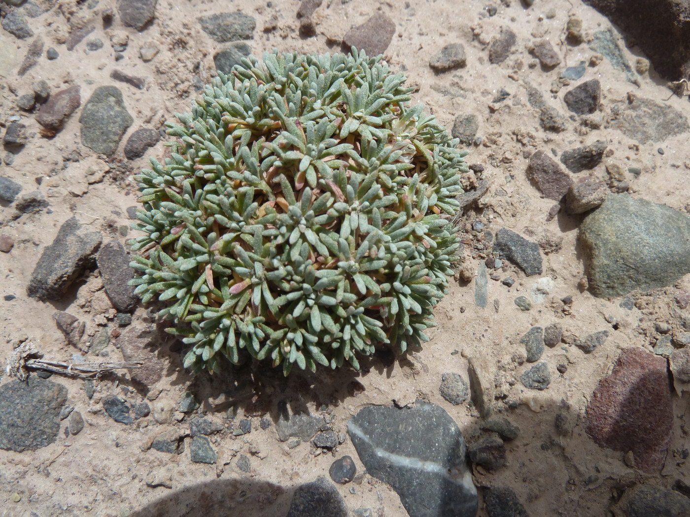 Image of genus Acantholimon specimen.