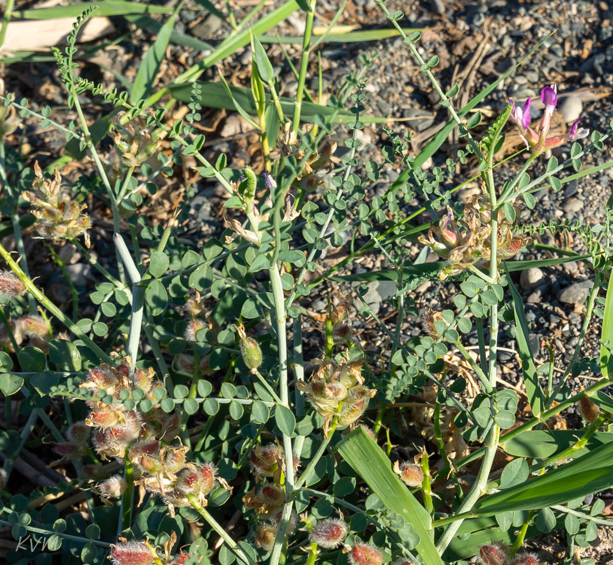 Image of genus Astragalus specimen.