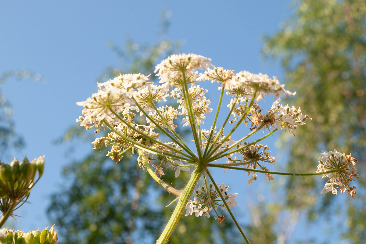 Image of Heracleum dissectum specimen.