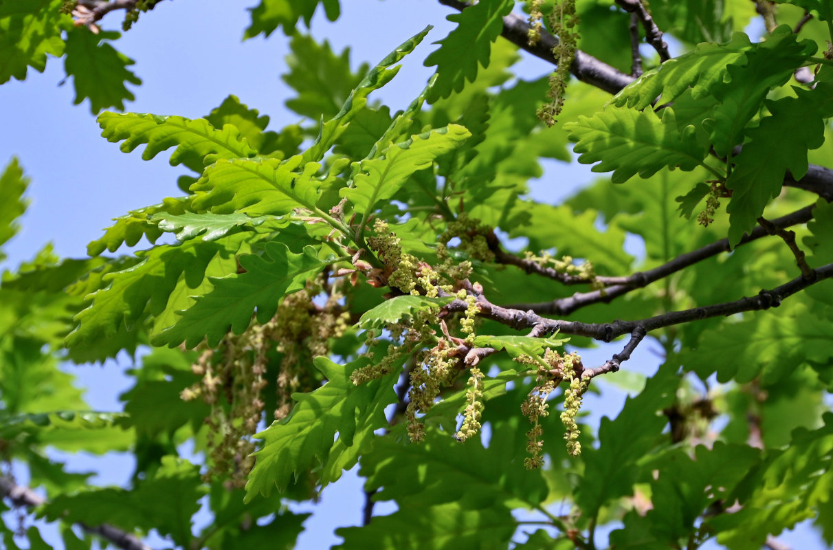 Image of Quercus petraea specimen.