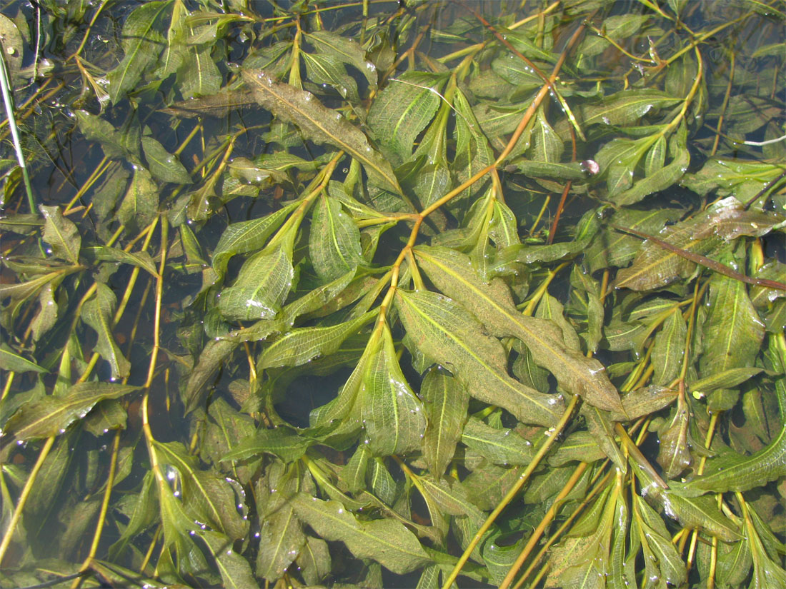 Image of Potamogeton &times; decipiens specimen.