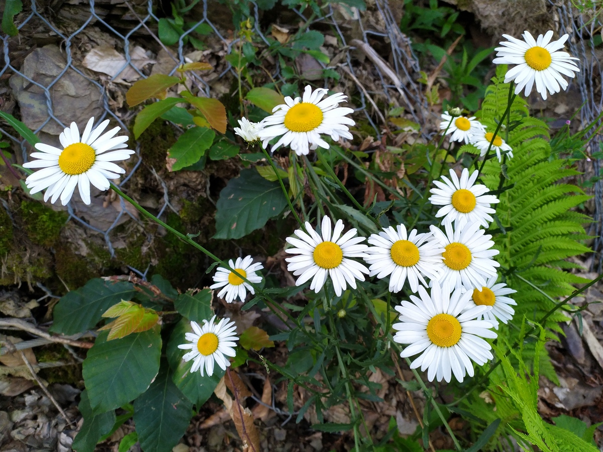 Image of Leucanthemum vulgare specimen.