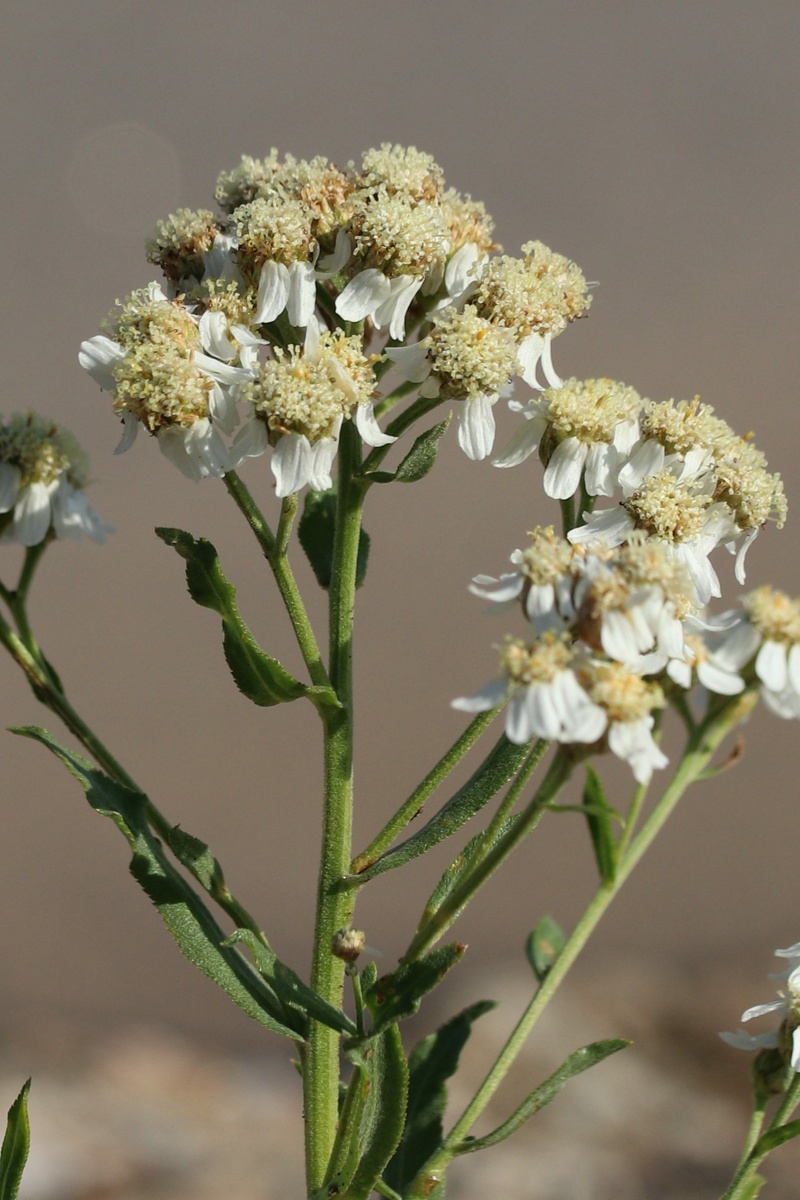 Изображение особи Achillea cartilaginea.