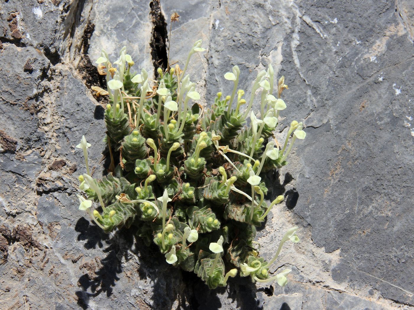 Изображение особи Scutellaria immaculata.