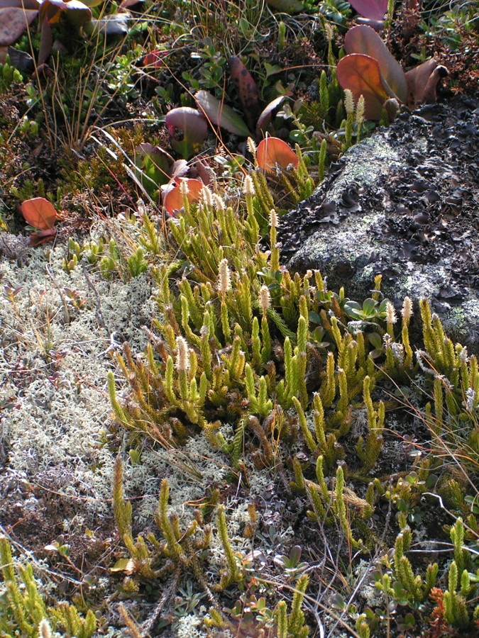 Изображение особи Lycopodium lagopus.