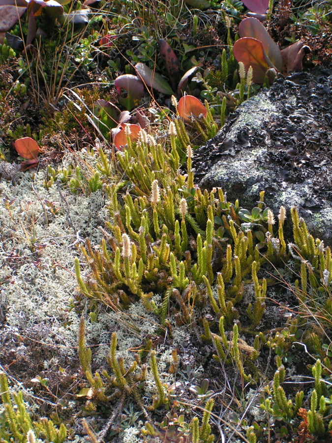 Image of Lycopodium lagopus specimen.