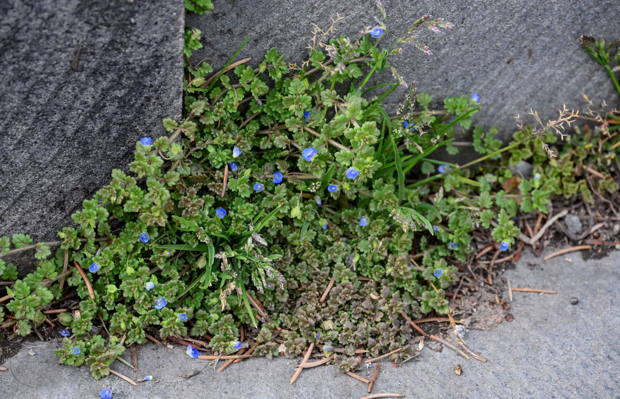 Image of Veronica persica specimen.