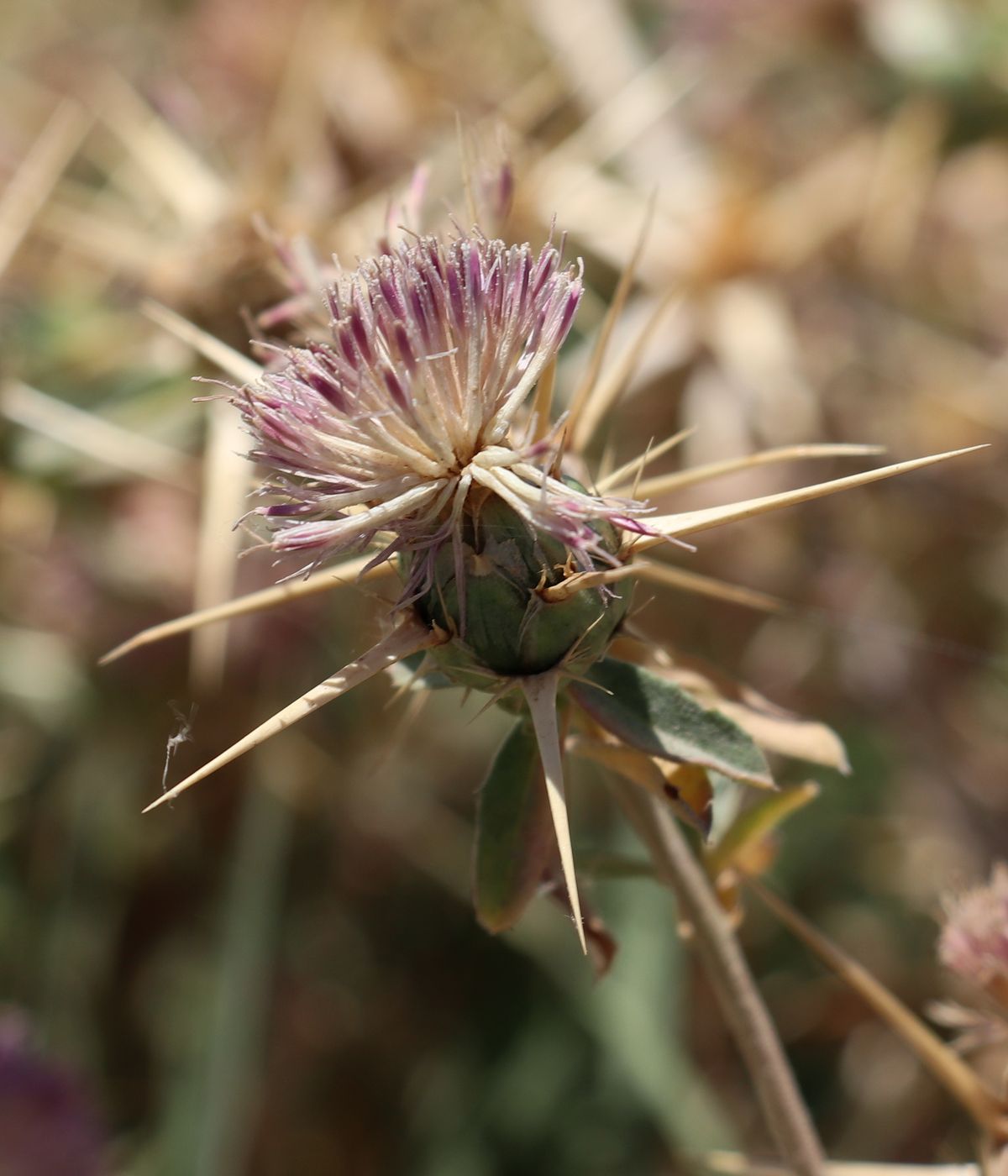 Image of Centaurea iberica specimen.