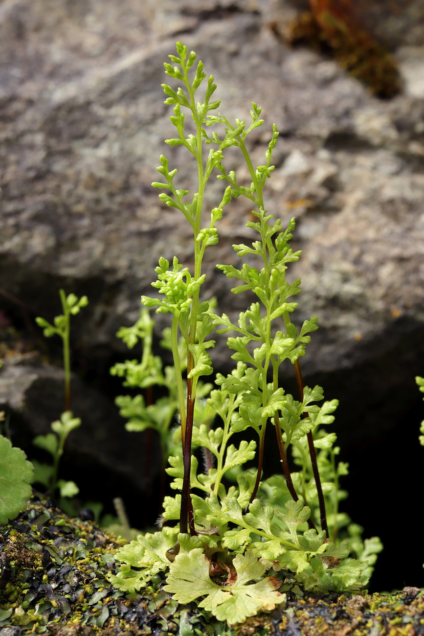 Изображение особи Anogramma leptophylla.