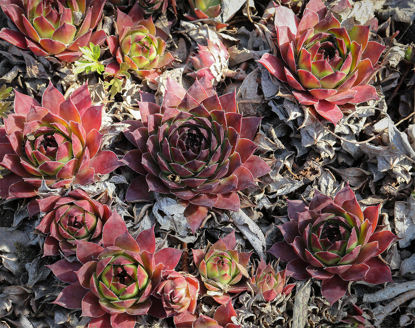 Изображение особи род Sempervivum.