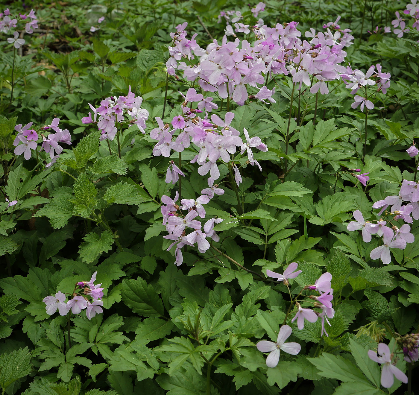 Image of Cardamine quinquefolia specimen.