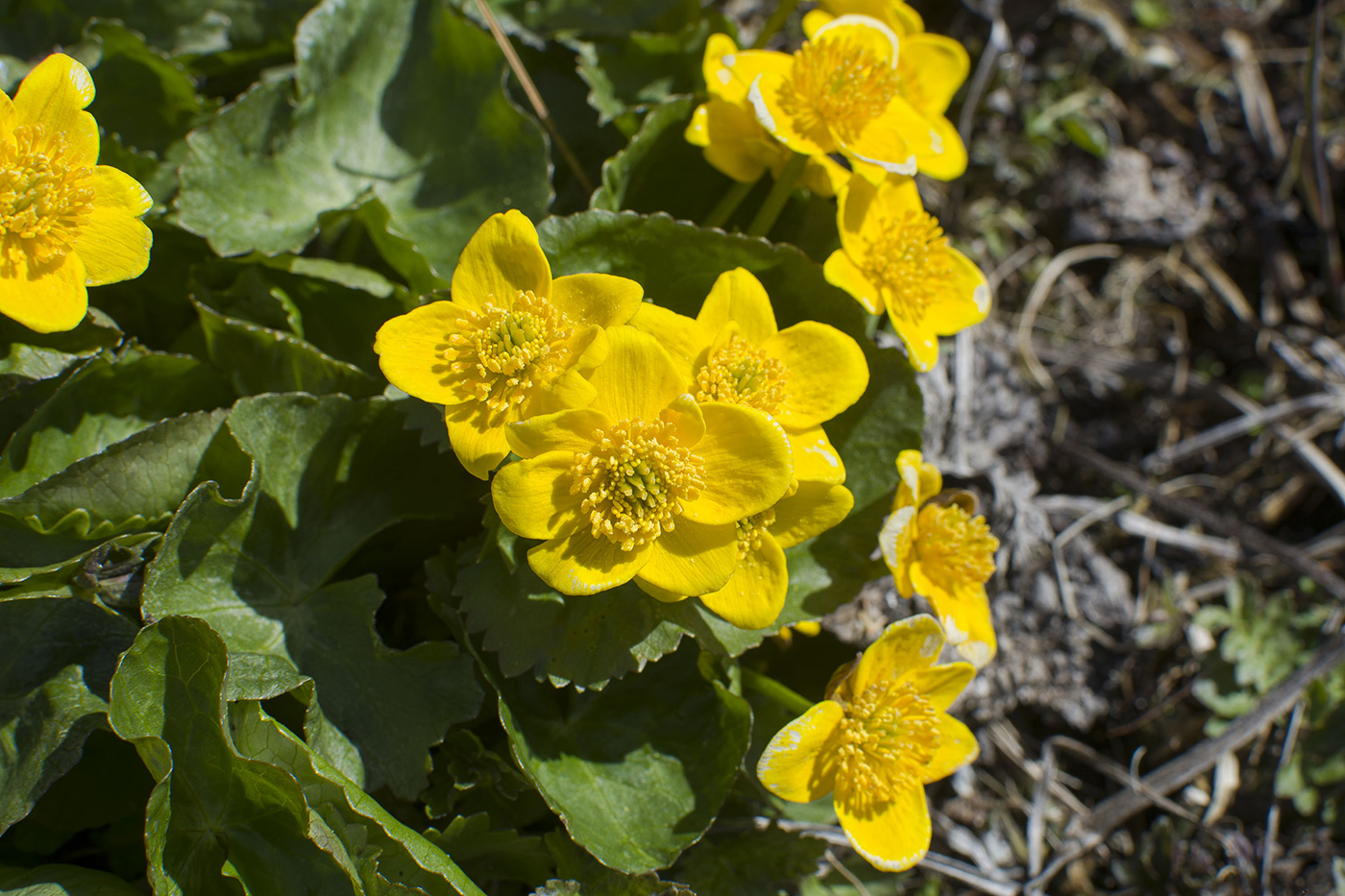 Изображение особи Caltha palustris.