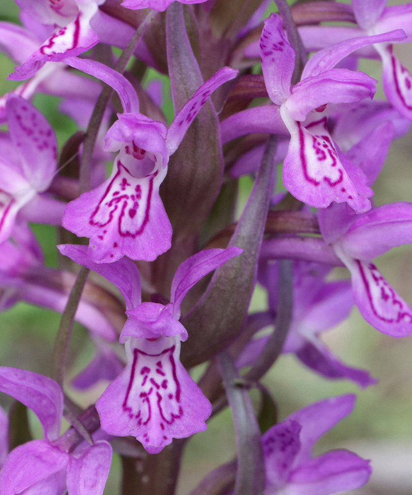 Image of Dactylorhiza incarnata specimen.