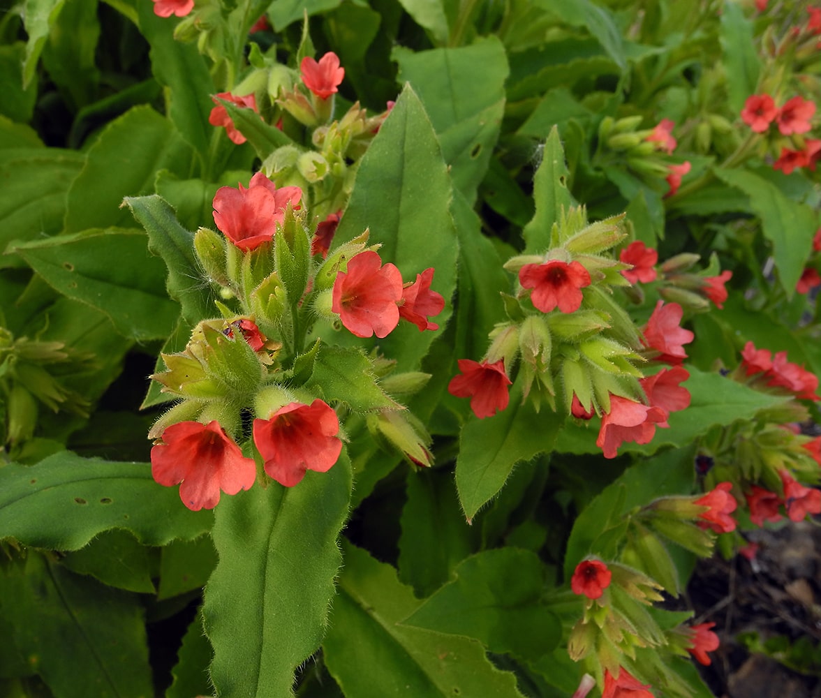 Image of Pulmonaria rubra specimen.