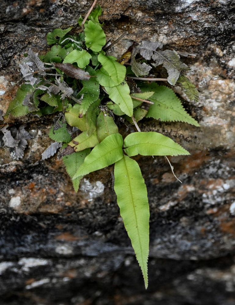 Изображение особи Pteris deltodon.