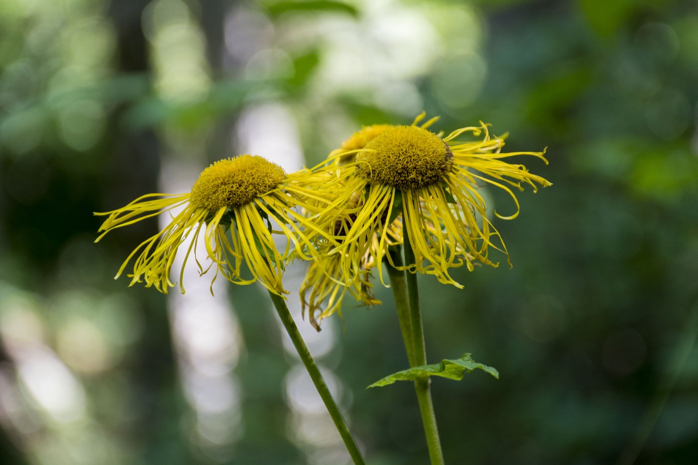 Image of Telekia speciosa specimen.