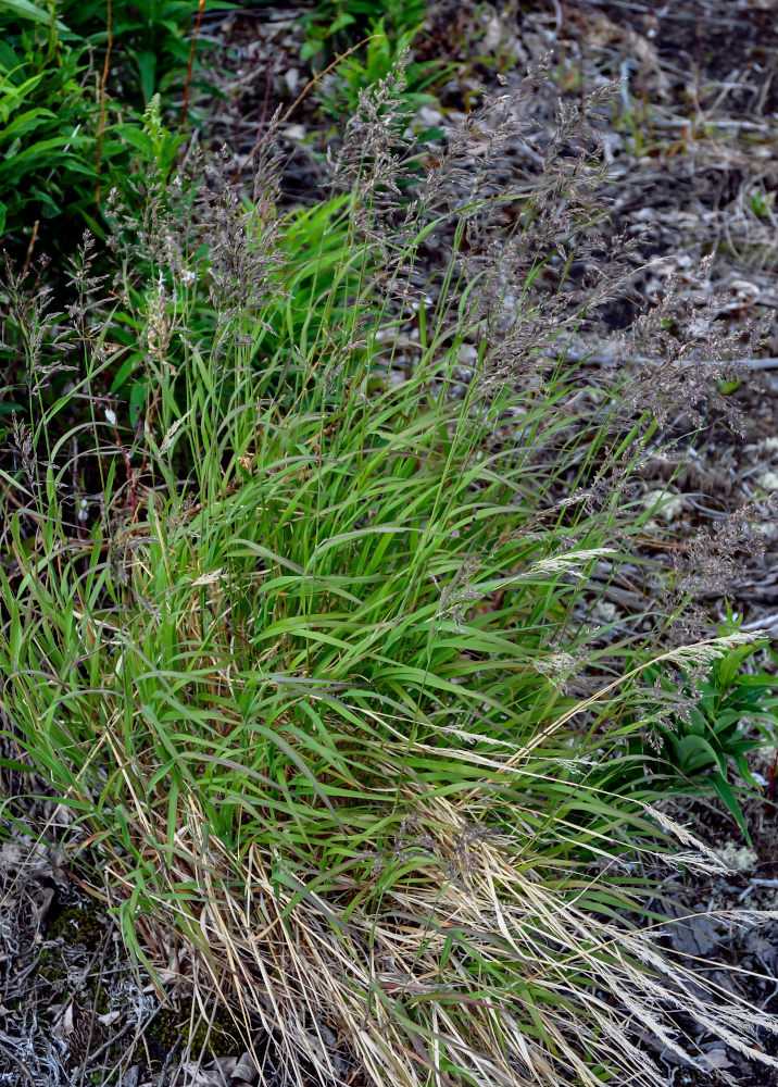 Изображение особи семейство Poaceae.