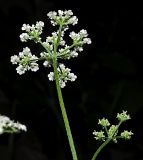 Torilis japonica. Верхушечное и боковое соцветие (вид снизу). Ульяновская обл., окр. г. Димитровград, долина р. Мал. Ерыкла, широколиственный лес, переходящий в пойменный ольховник, просека. 06.07.2023.