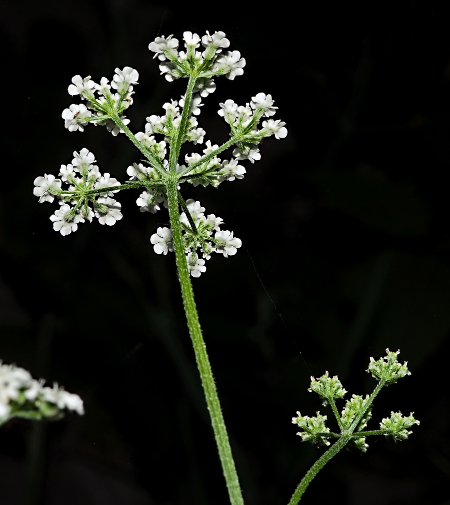 Image of Torilis japonica specimen.