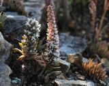 Orostachys erubescens. Цветущие растения. Приморский край, Октябрьский р-н, окр. с. Новогеоргиевка, дол. р. Раздольная на левом берегу, среди камней на склоне. 13.09.2024.