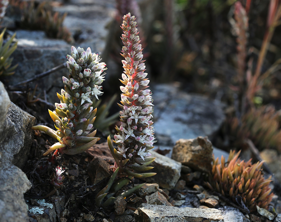 Image of Orostachys erubescens specimen.