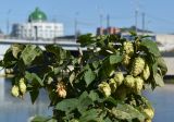 Humulus lupulus. Соплодия и листья на ветви Acer negundo (лист слева). Марий Эл, г. Йошкар-Ола, берег р. Малая Кокшага, на склоне. 05.09.2024.