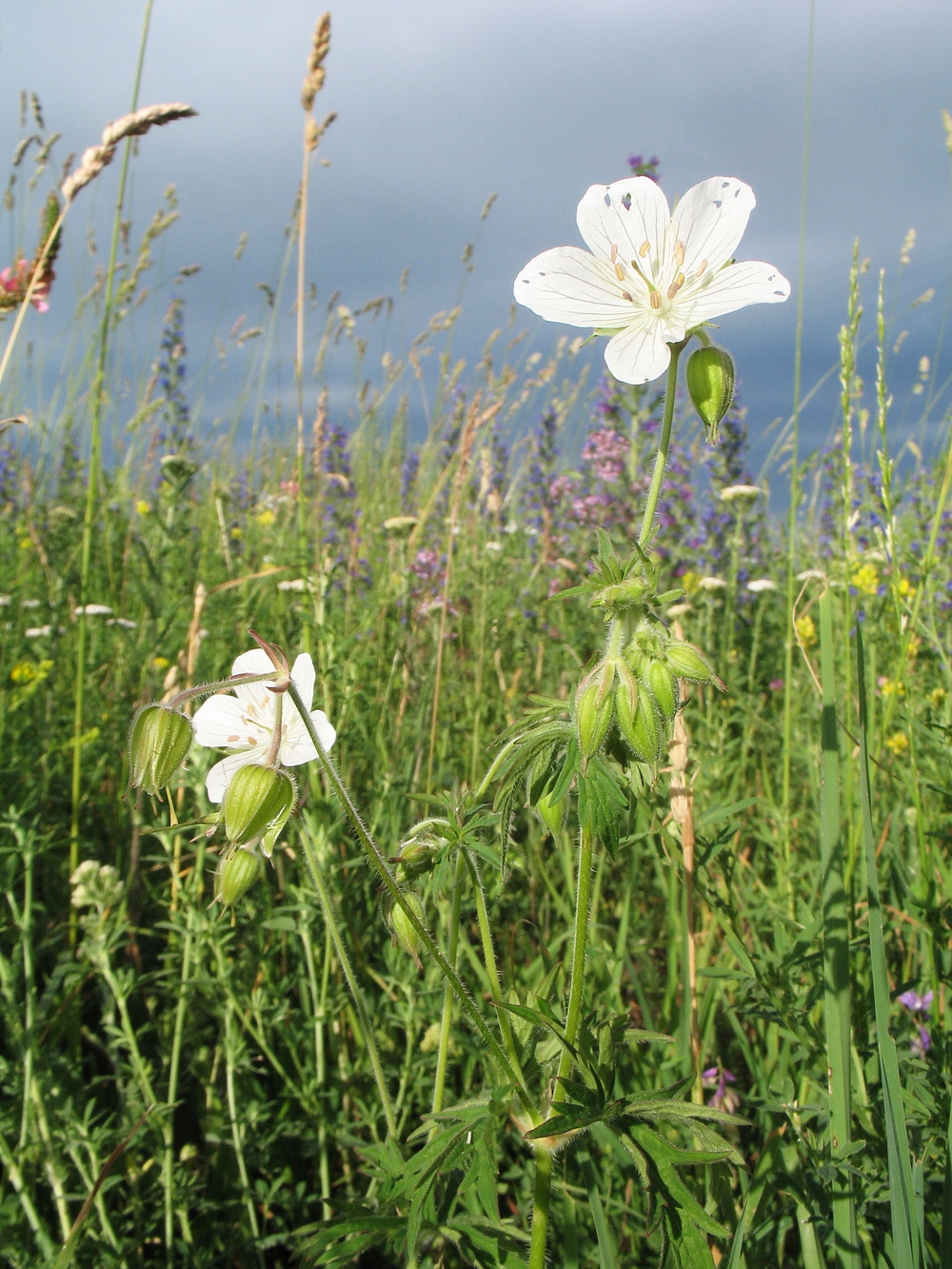 Image of Geranium affine specimen.