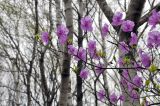 Rhododendron mucronulatum. Цветущая ветвь. Приморский край, Шкотовский р-н, окр. пос. Подъяпольск, широколиственный лес на склоне приморской сопки. 29.04.2024.