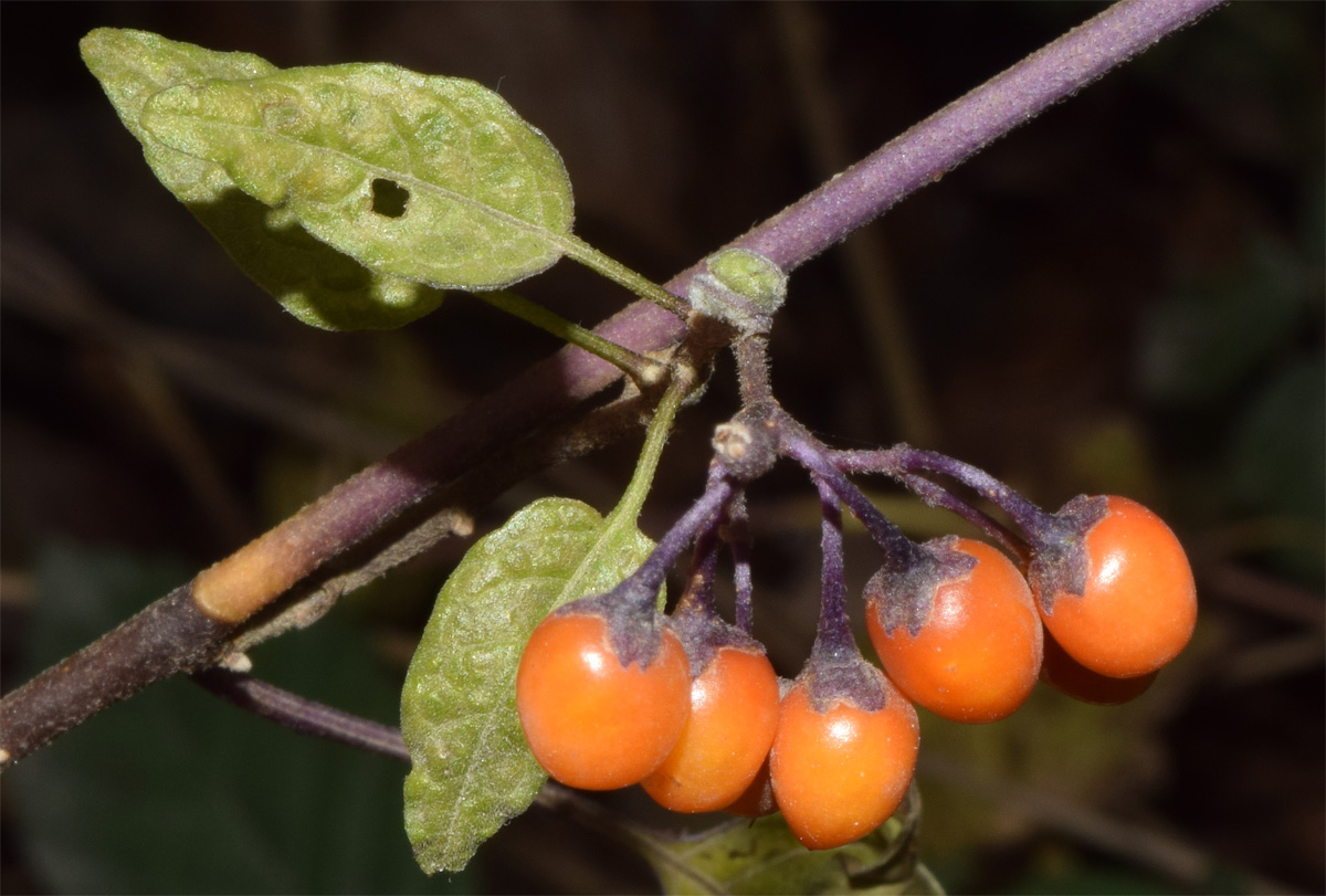 Image of genus Solanum specimen.