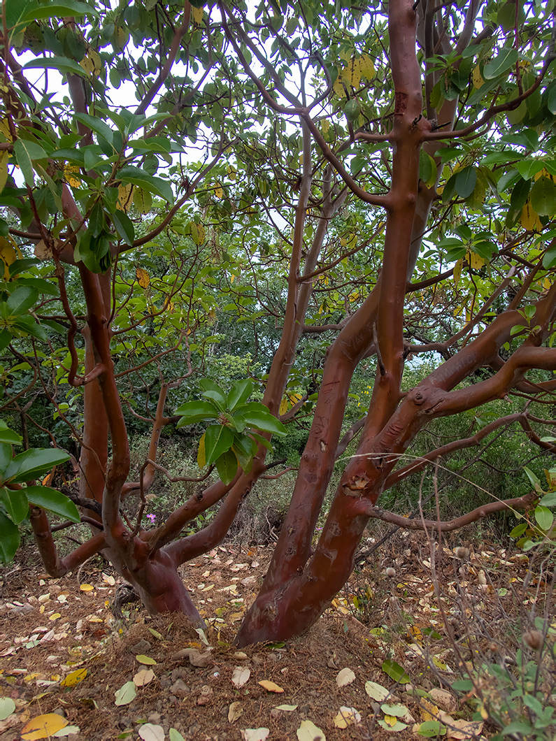 Image of Arbutus andrachne specimen.