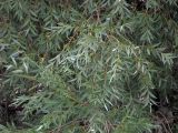 genus Salix. Ветви. Ульяновск, Заволжский р-н, левый берег Куйбышевского водохранилища, песчаный пляж. 28.07.2024.