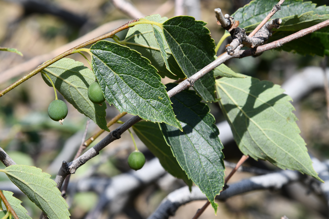 Изображение особи Celtis caucasica.