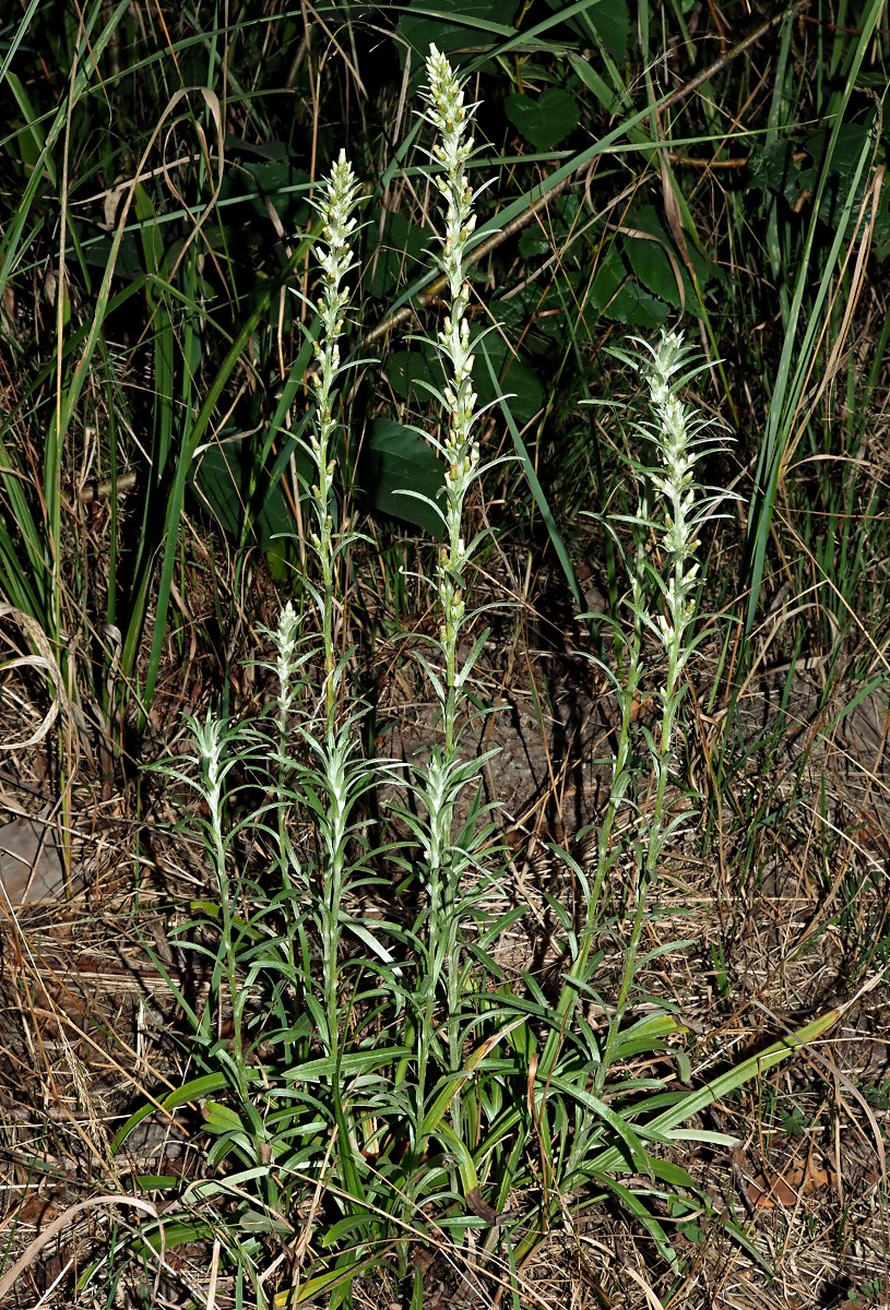 Image of Omalotheca sylvatica specimen.