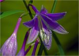 Hosta fortunei