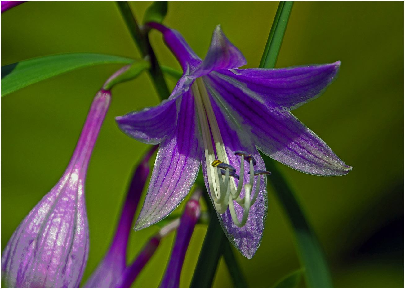 Image of Hosta fortunei specimen.