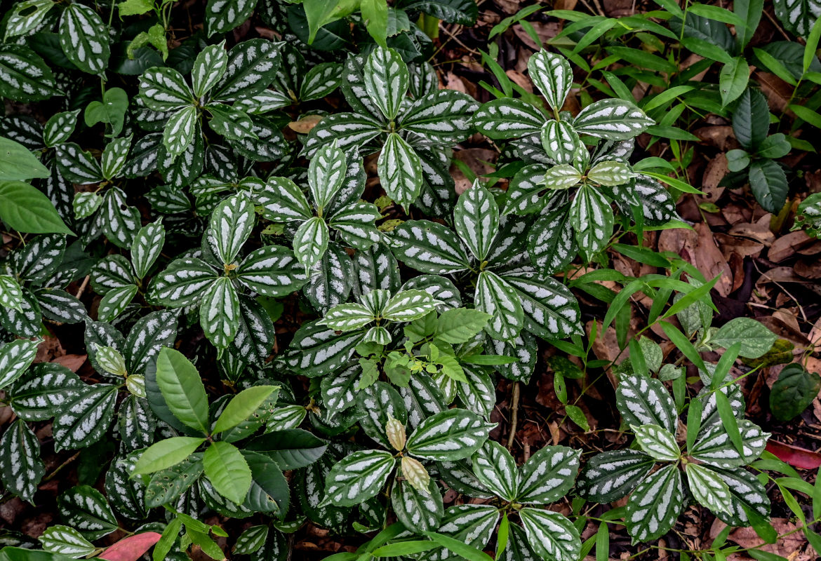 Изображение особи Pilea cadierei.