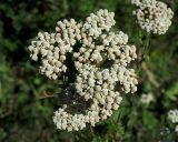 Achillea nobilis. Соцветие. Ульяновская обл., Новомалыклинский р-н, окр. с. Высокий Колок, граница с Самарской обл., остепнённый склон балки, выходящей к р. Б. Авраль. 02.09.2023.