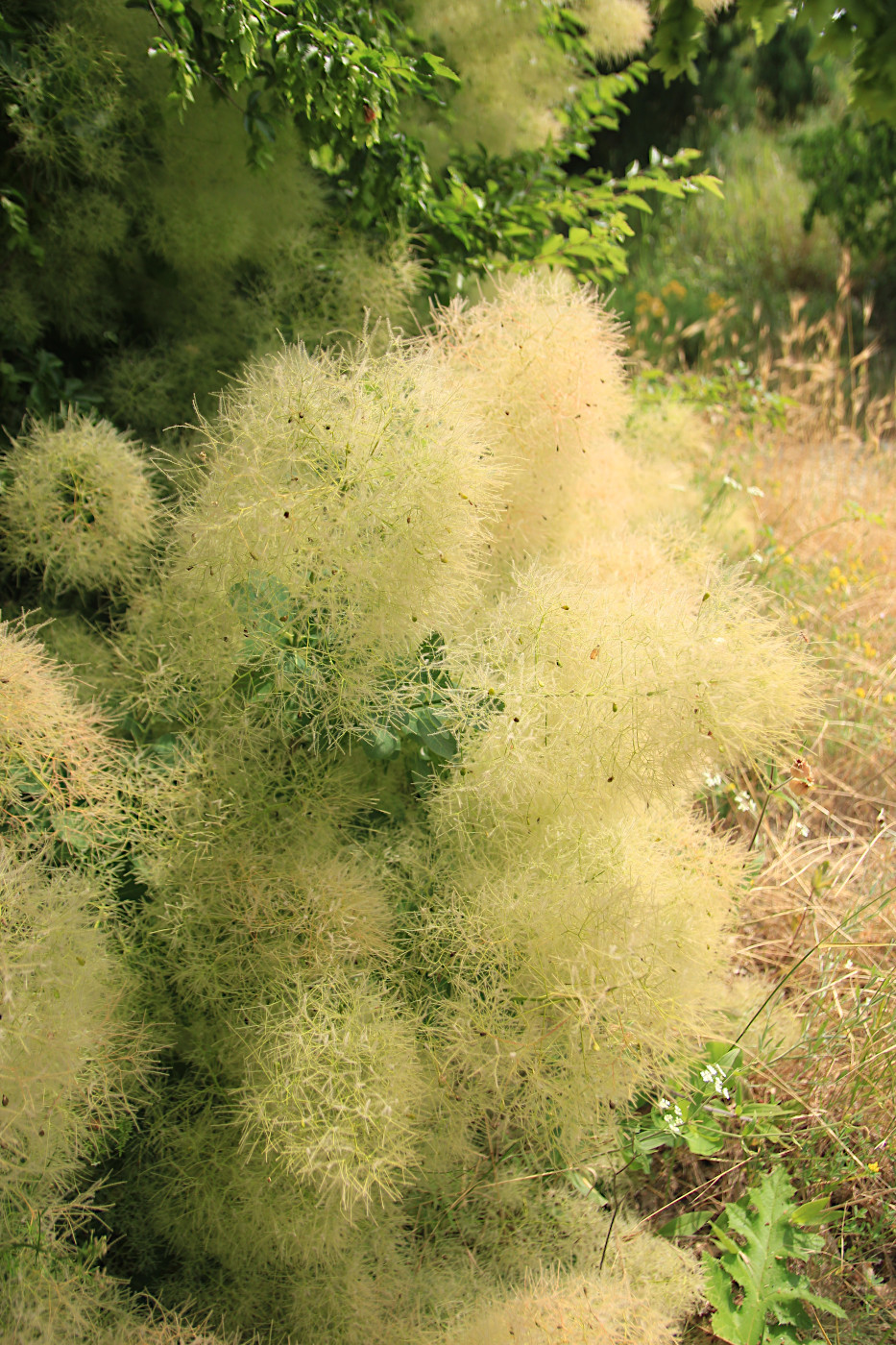 Изображение особи Cotinus coggygria.