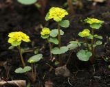 View full-size image Chrysosplenium sibiricum