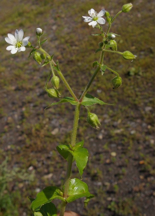 Изображение особи Myosoton aquaticum.