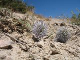 Смотреть изображение Echinops tschimganicus