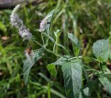 Смотреть изображение Mentha longifolia