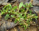 Cerastium holosteoides