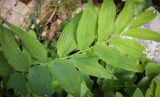 Смотреть изображение Polygonatum multiflorum