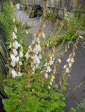 View full-size image Campanula alliariifolia