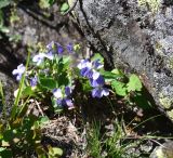 View full-size image genus Viola