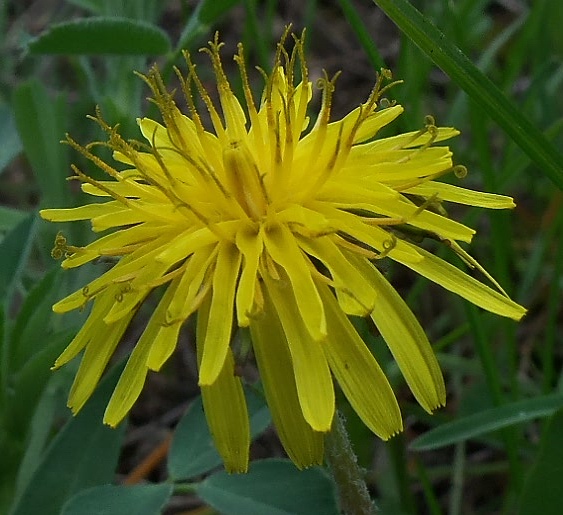 Image of Taraxacum officinale specimen.